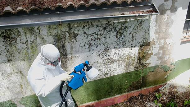 Top rated local Mold Removal specialists in Fulton, TX